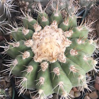 Copiapoa chanaralensis cactus shown in pot