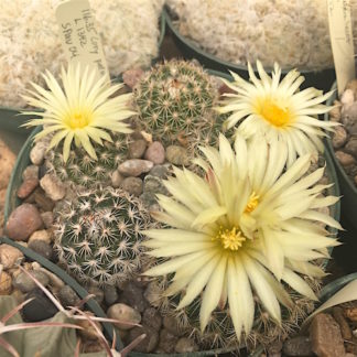 Coryphantha palmeri cactus shown flowering