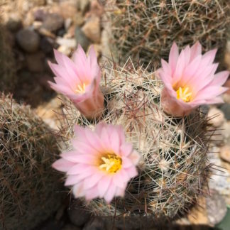 Escobaria tuberculosa cactus shown flowering