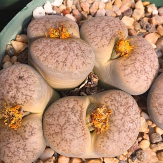 Lithops pseudotruncatella mesemb shown in pot
