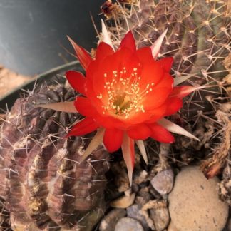 Lobivia hertrichiana cactus shown flowering