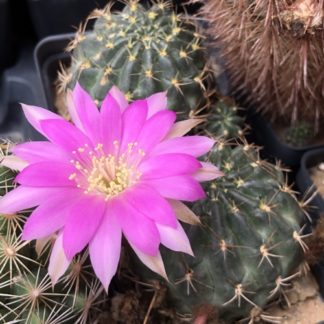 Lobivia mentosa cactus shown flowering