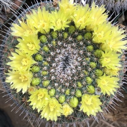 Mammillaria lindsayi cactus shown flowering