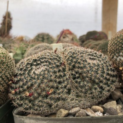Mammillaria perbella cactus shown flowering