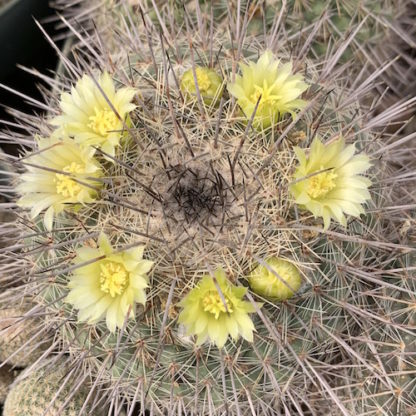 Mammillaria sinforosensis cactus shown flowering