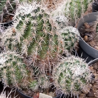 Neolloydia conoidea cactus shown in pot