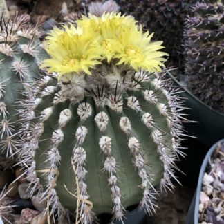Neoporteria krainziana cactus shown flowering