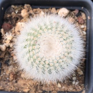 Notocactus 'Parodia' scopa cactus shown in pot