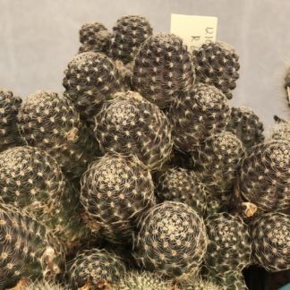 Rebutia schatzliana cactus shown flowering