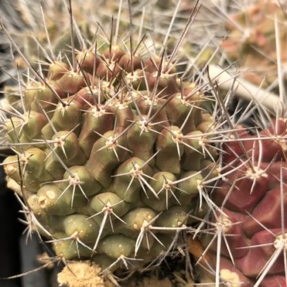 Thelocactus rinconensis cactus shown flowering