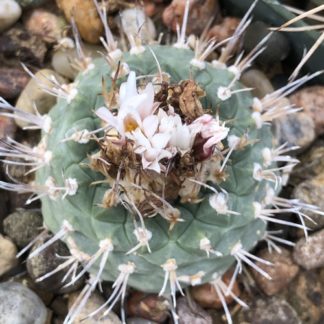 Turbinicarpus hoferi cactus shown flowering