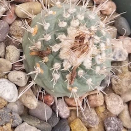 Turbinicarpus hoferi cactus shown in pot