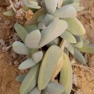 Antimima alborubra mesemb shown in pot