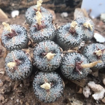 Conophytum comptonii mesemb shown in pot