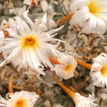 Conophytum cubicum mesemb shown flowering