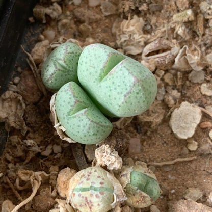 Conophytum klinghardtense mesemb shown in pot