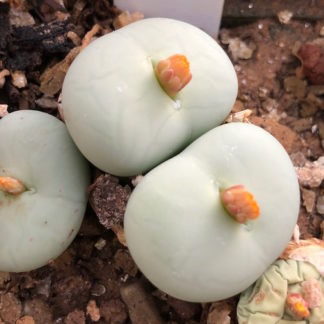 Conophytum pageae mesemb shown flowering
