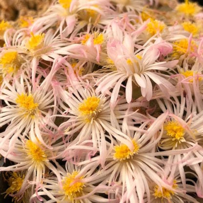 Conophytum verrucosum mesemb shown flowering