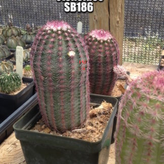 Echinocereus pectinatus cactus shown in pot