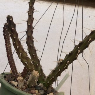 Eriocereus martinii cactus shown flowering