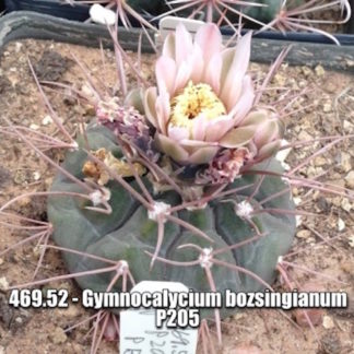 Gymnocalycium bozsingianum cactus shown flowering