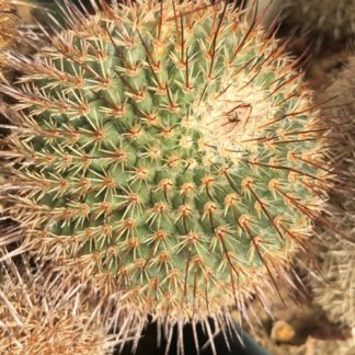 Mammillaria dixanthocentron cactus shown flowering