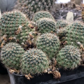 Rebutia cajasensis cactus shown flowering
