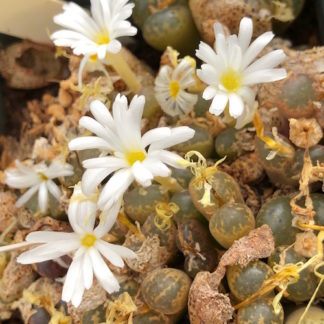 Conophytum pellucidum 'pardicolor' mesemb shown flowering