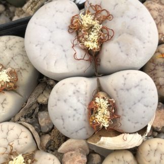 Lithops gracilidelineata mesemb shown in pot