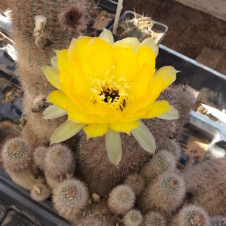 Lobivia haematantha cactus shown flowering