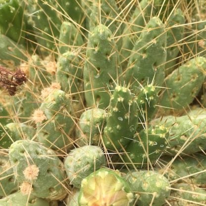 Maihueniopsis glomerata cactus shown in pot