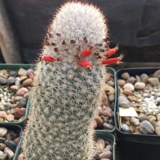 Mammillaria ablicans cactus shown in pot