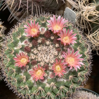 Mammillaria obscura cactus shown flowering