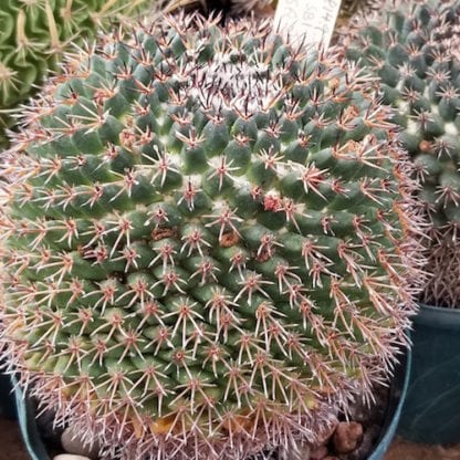 Mammillaria obscura cactus shown in pot