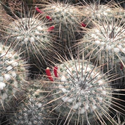 Mammillaria parkinsonii cactus shown in pot