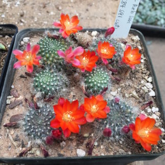 Rebutia lauii cactus shown flowering