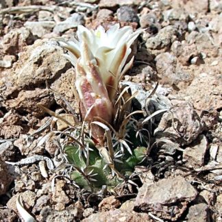 Sclerocactus 'Toumeya' papyracantha cactus shown flowering
