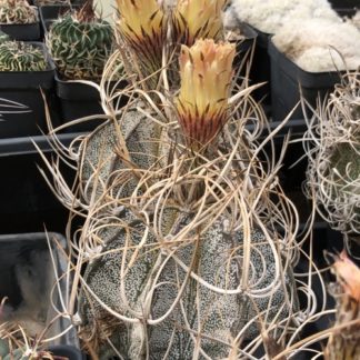 Astrophytum capricorne cactus shown flowering