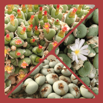 Conophytum Mixed species seeds mesemb shown in pot