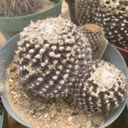 Copiapoa tenuissima cactus shown in pot