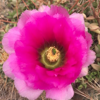 Echinocereus engelmanii cactus shown flowering