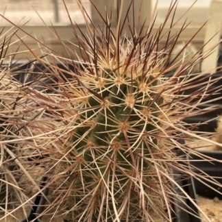 Echinocereus engelmannii cactus shown in pot