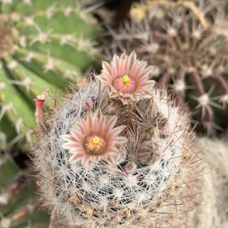 Escobaria dasyacantha cactus shown flowering