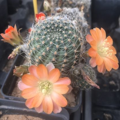 Lobivia haagei cactus shown flowering