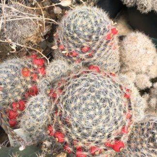 Mammillaria prolifera cactus shown flowering