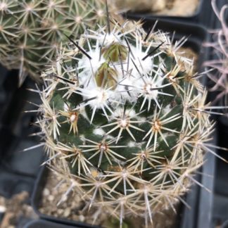 Neolloydia conoidea cactus shown in pot