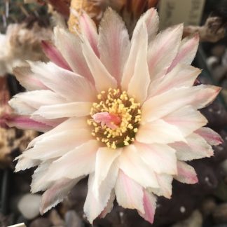 Neoporteria napina cactus shown flowering