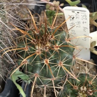 Parodia otuyensis cactus shown in pot