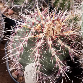 Thelocactus bicolor cactus shown in pot