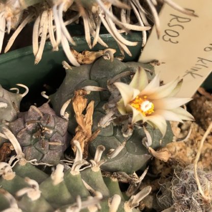 Turbinicarpus schmiedickeanus cactus shown flowering